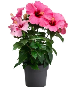 Zimmerhibiskus - Hibiscus rosa-sinensis, verschiedene Farben