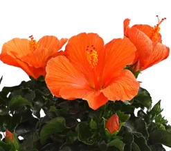 Zimmerhibiskus - Hibiscus rosa-sinensis, verschiedene Farben