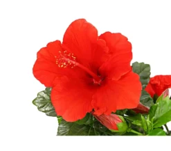 Zimmerhibiskus - Hibiscus rosa-sinensis, verschiedene Farben