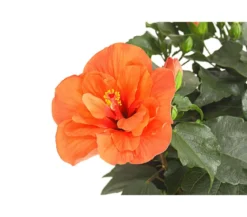 Zimmerhibiskus - Hibiscus rosa-sinensis, gefüllt, verschiedene Farben