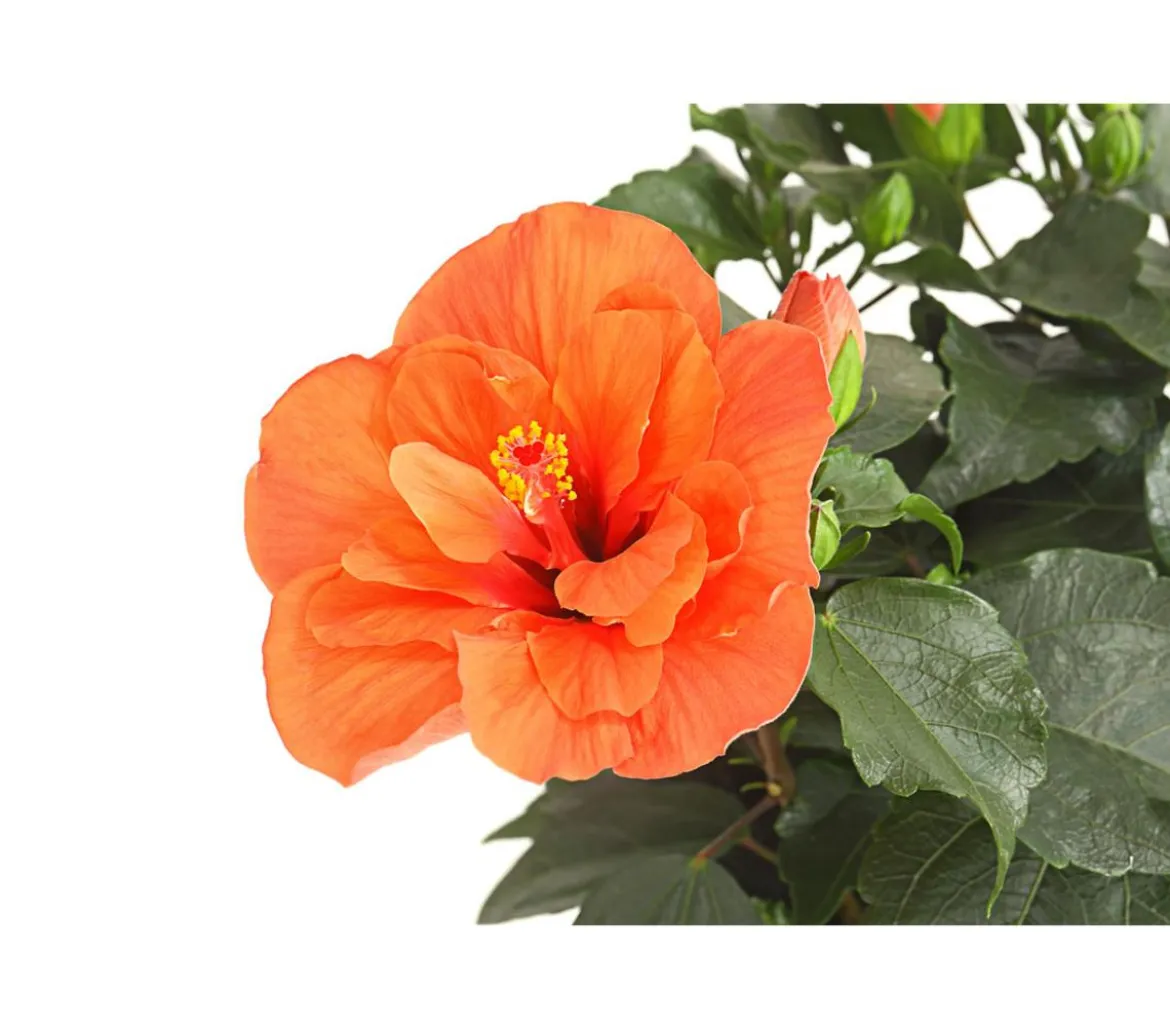 Zimmerhibiskus - Hibiscus rosa-sinensis, gefüllt, verschiedene Farben
