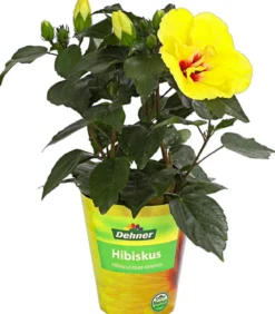 Zimmerhibiskus - Hibiscus rosa-sinensis, gefüllt, verschiedene Farben
