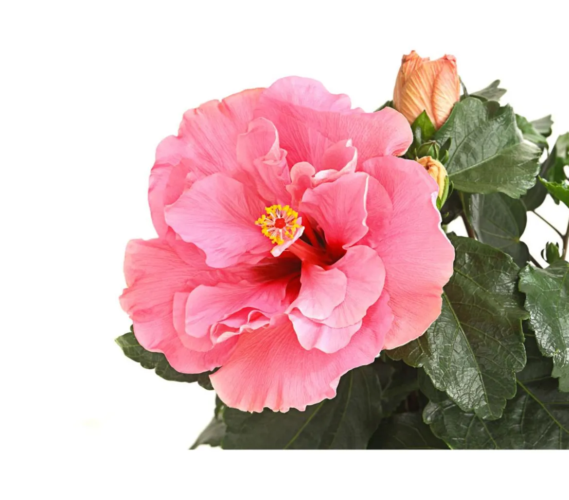 Zimmerhibiskus - Hibiscus rosa-sinensis, gefüllt, verschiedene Farben