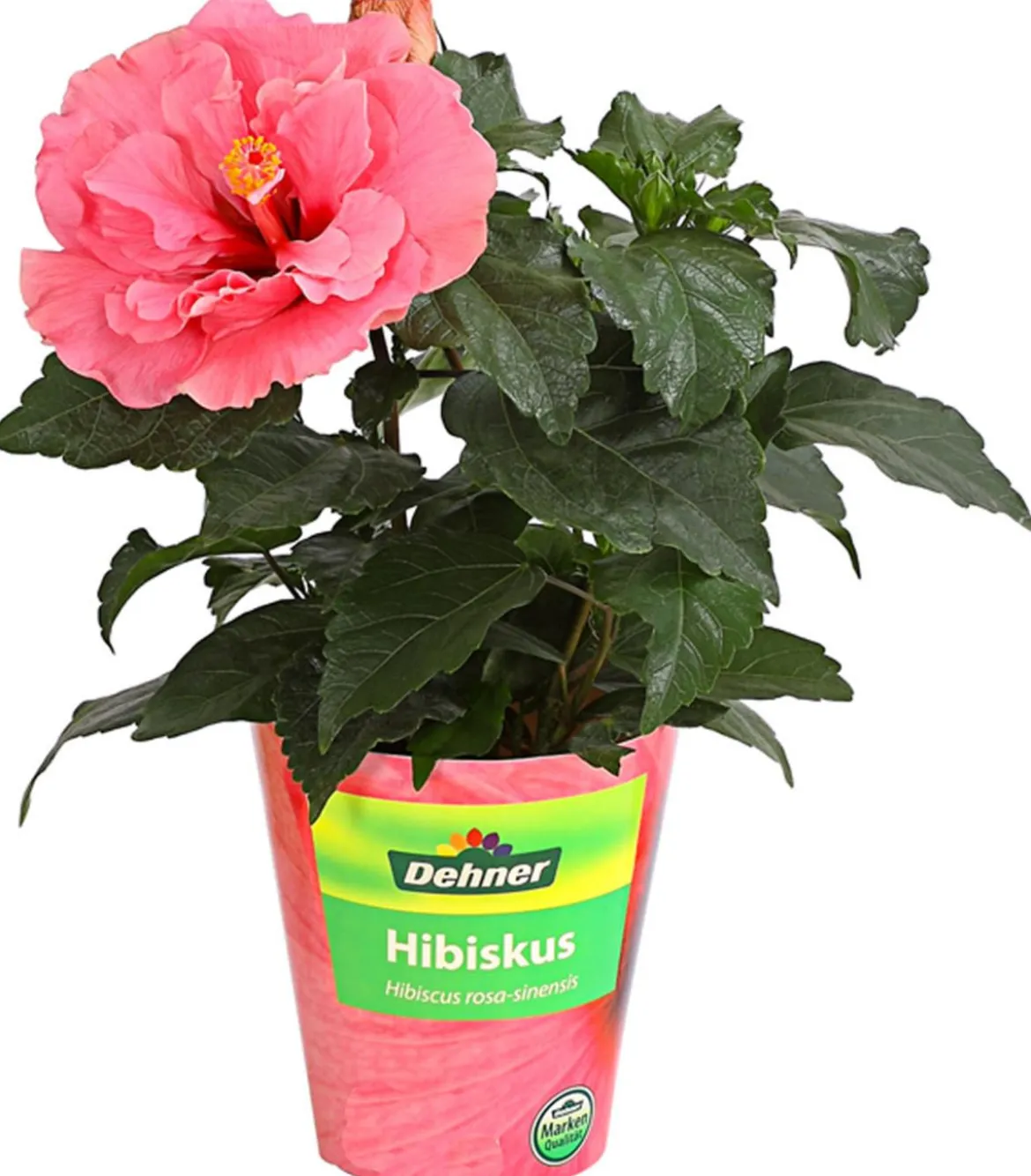 Zimmerhibiskus - Hibiscus rosa-sinensis, gefüllt, verschiedene Farben