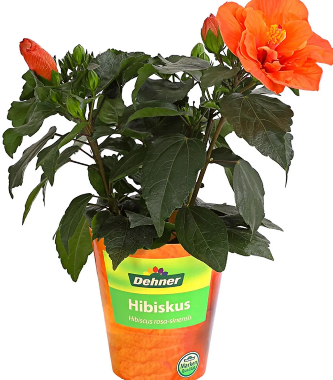 Zimmerhibiskus - Hibiscus rosa-sinensis, gefüllt, verschiedene Farben