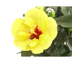 Zimmerhibiskus - Hibiscus rosa-sinensis, gefüllt, verschiedene Farben