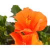 Zimmerhibiskus - Hibiscus rosa-sinensis, Stämmchen, verschiedene Farben