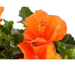 Zimmerhibiskus - Hibiscus rosa-sinensis, Stämmchen, verschiedene Farben
