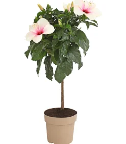 Zimmerhibiskus - Hibiscus rosa-sinensis, Stämmchen, verschiedene Farben