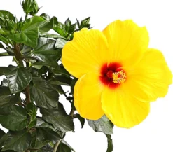Zimmerhibiskus - Hibiscus rosa-sinensis, Stämmchen, verschiedene Farben