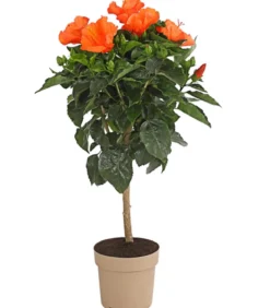 Zimmerhibiskus - Hibiscus rosa-sinensis, Stämmchen, verschiedene Farben