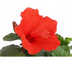 Zimmerhibiskus - Hibiscus rosa-sinensis, Stämmchen, verschiedene Farben