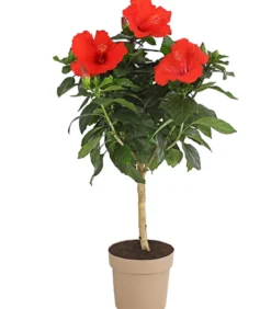 Zimmerhibiskus - Hibiscus rosa-sinensis, Stämmchen, verschiedene Farben