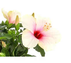 Zimmerhibiskus - Hibiscus rosa-sinensis, Stämmchen, verschiedene Farben