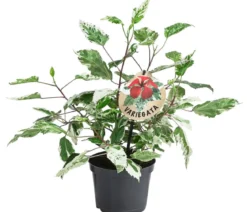 Zimmerhibiskus - Hibiscus rosa-sinensis 'Variegata', panaschiert