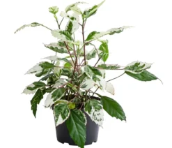 Zimmerhibiskus - Hibiscus rosa-sinensis 'Variegata', panaschiert