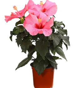 Zimmerhibiskus - Hibiscus rosa-sinensis 'HibisQs®'