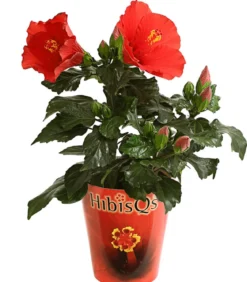 Zimmerhibiskus - Hibiscus rosa-sinensis 'HibisQs®'