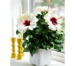 Zimmerhibiskus - Hibiscus rosa-sinensis 'HibisQs®'