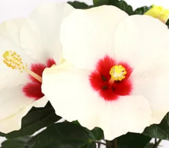 Zimmerhibiskus - Hibiscus rosa-sinensis 'HibisQs®'