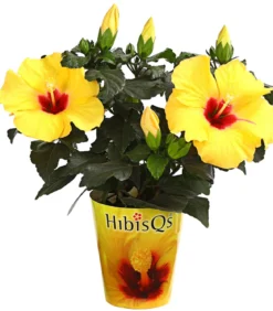 Zimmerhibiskus - Hibiscus rosa-sinensis 'HibisQs®'