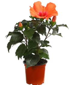 Zimmerhibiskus - Hibiscus rosa-sinensis 'HibisQs®'