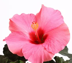 Zimmerhibiskus - Hibiscus rosa-sinensis 'HibisQs®'