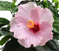 Zimmerhibiskus - Hibiscus rosa-sinensis 'HibisQs®'