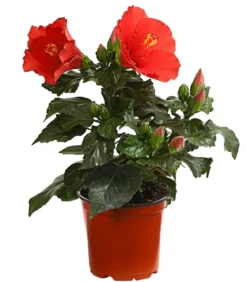 Zimmerhibiskus - Hibiscus rosa-sinensis 'HibisQs®'