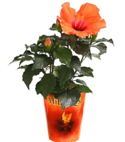 Zimmerhibiskus - Hibiscus rosa-sinensis 'HibisQs®'
