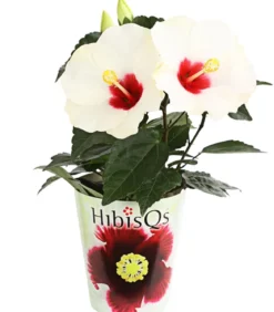 Zimmerhibiskus - Hibiscus rosa-sinensis 'HibisQs®'