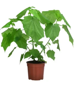 Zimmerlinde - Sparmannia africana