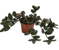 Zimmernessel - Pellionia repens
