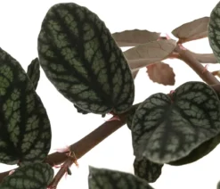 Zimmernessel - Pellionia repens