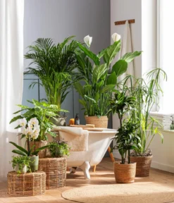 Zimmerpflanzen-Set Badezimmer, 3-teilig