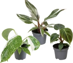 Zimmerpflanzen-Set Blattschmuck, 3-teilig