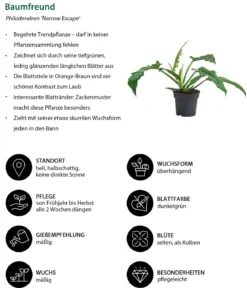 Zimmerpflanzen-Set Blattschmuck, 4-teilig