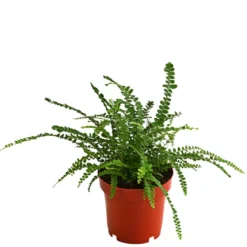 Zimmerpflanzen-Set Botanical Charm, 4-teilig