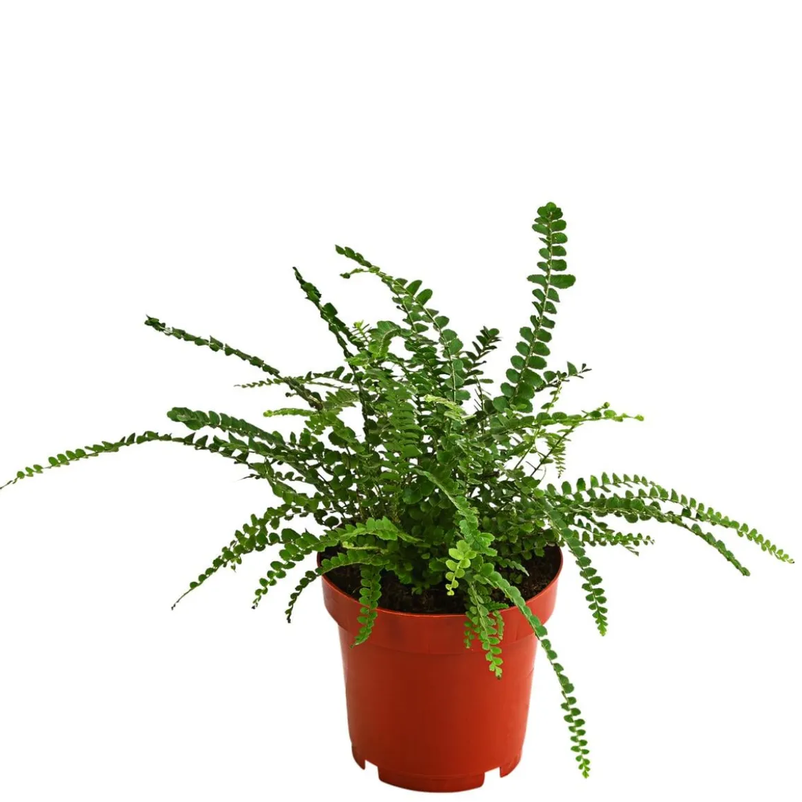 Zimmerpflanzen-Set Botanical Charm, 4-teilig