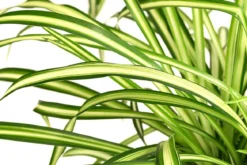 Zimmerpflanzen-Set Botanical Charm, 4-teilig