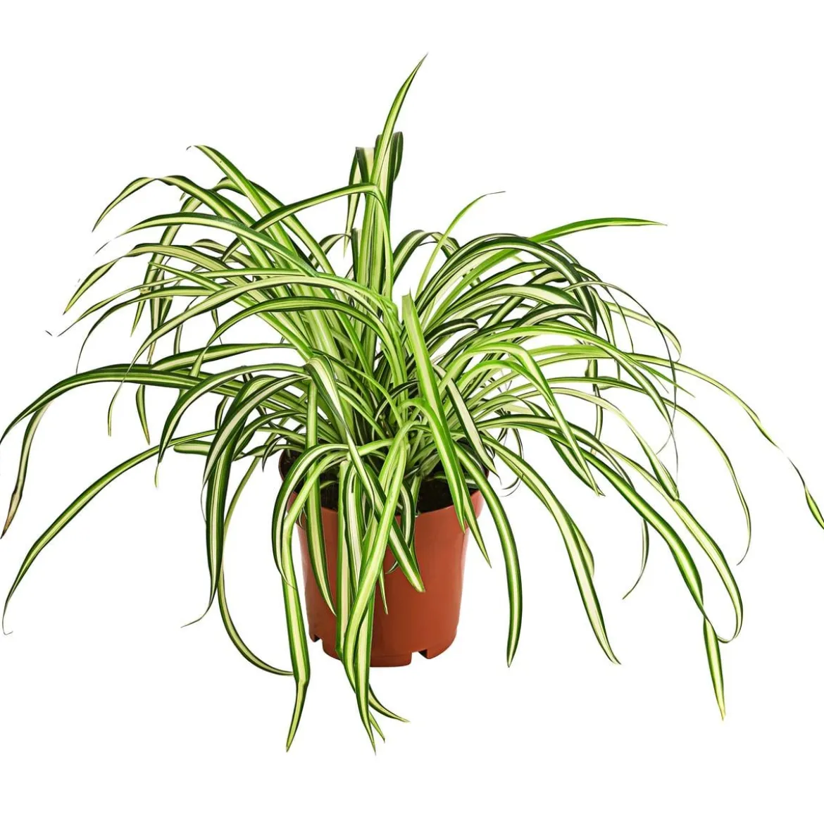 Zimmerpflanzen-Set Botanical Charm, 4-teilig