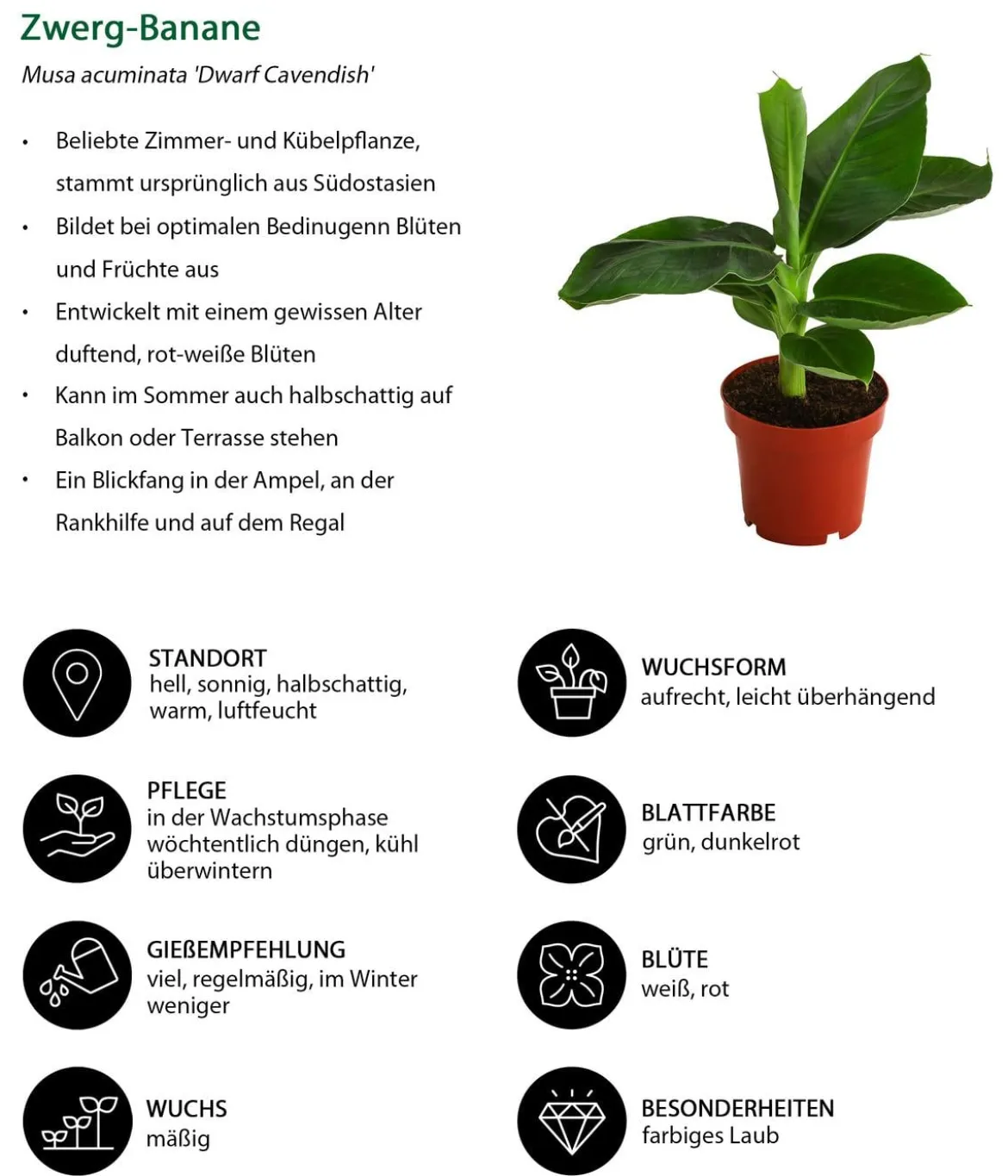 Zimmerpflanzen-Set Botanical Charm, 4-teilig