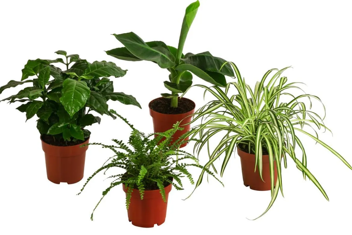 Zimmerpflanzen-Set Botanical Charm, 4-teilig