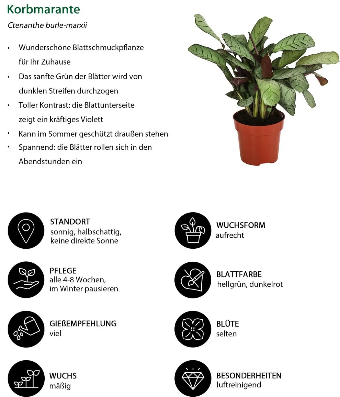 Zimmerpflanzen-Set Call Of Beauty, 3-teilig