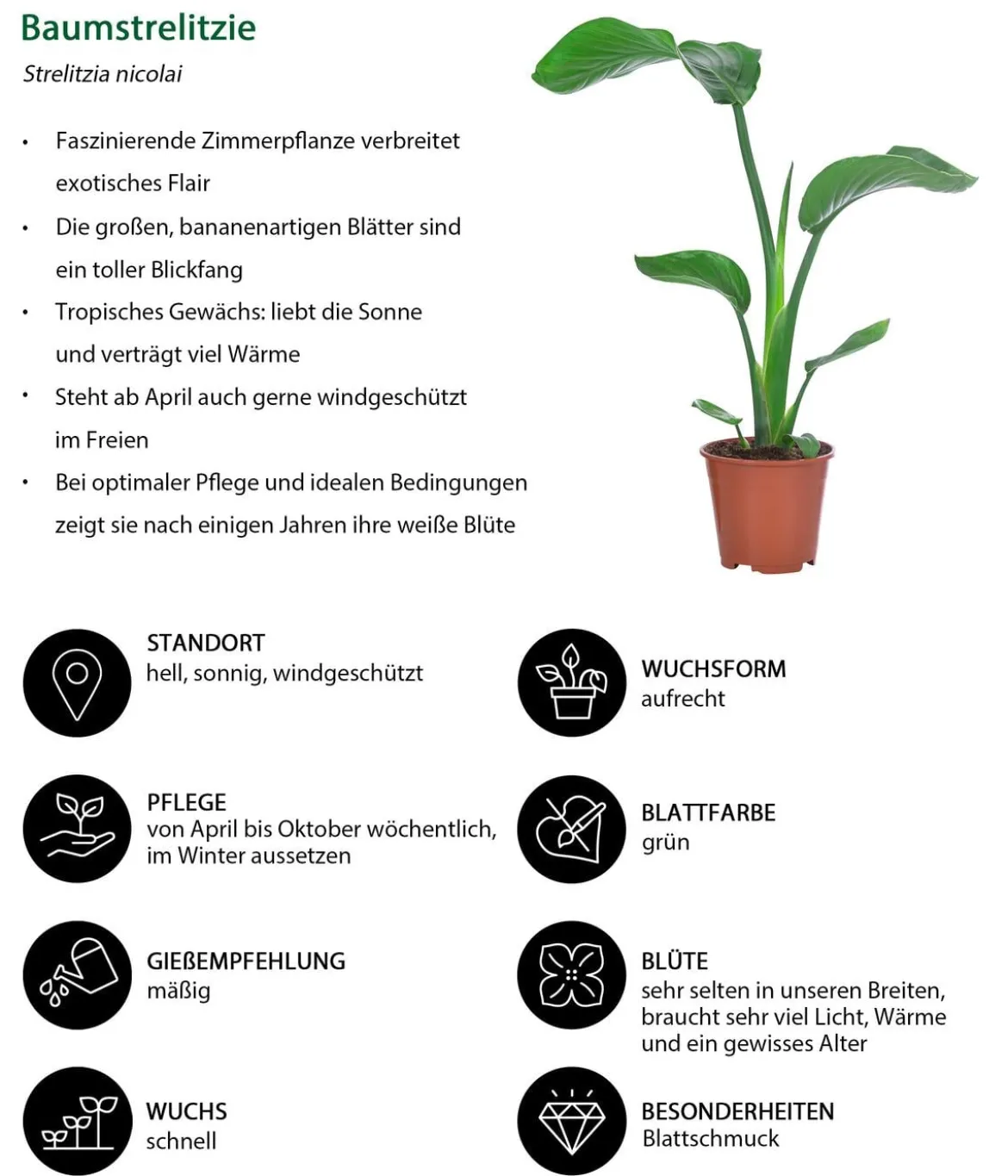 Zimmerpflanzen-Set Classic, 4-teilig
