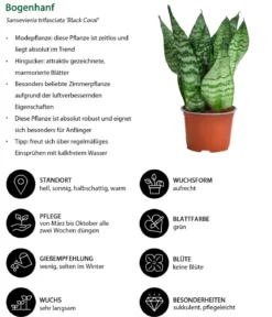 Zimmerpflanzen-Set Diamonds 4-teilig