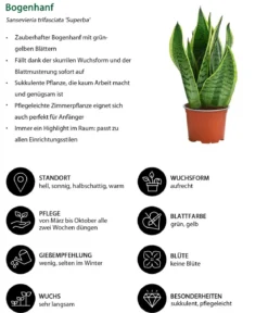 Zimmerpflanzen-Set Diamonds 4-teilig