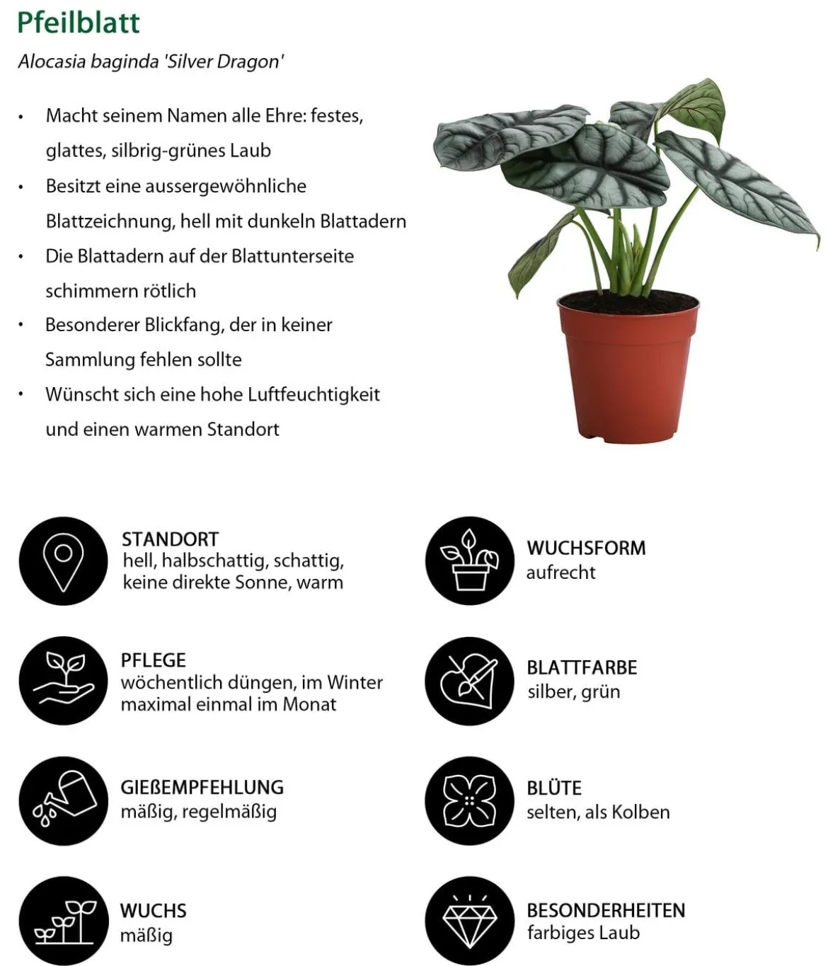 Zimmerpflanzen-Set Dream Team, 4-teilig