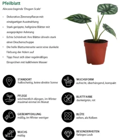 Zimmerpflanzen-Set Dream Team, 4-teilig