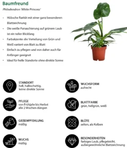 Zimmerpflanzen-Set Dschungel Feeling, 6-teilig